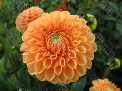 dahlia in the garden