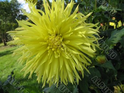 dahlia in the garden