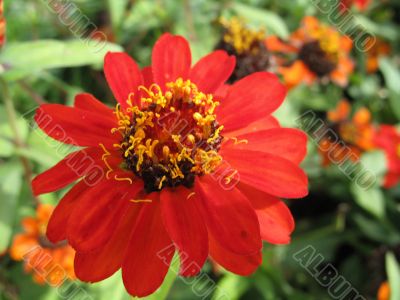 dahlia in the garden