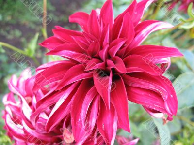 dahlia in the garden