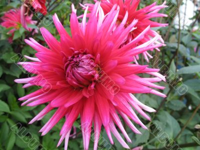 dahlia in the garden