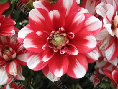 dahlia in the garden