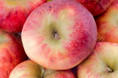 Close-up on fresh red apples