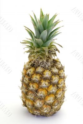 Pineapple