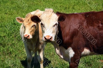 Cows on green grass
