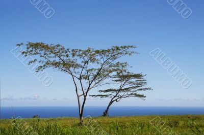 Tree by the ocean
