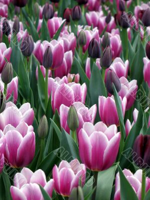 Tulips