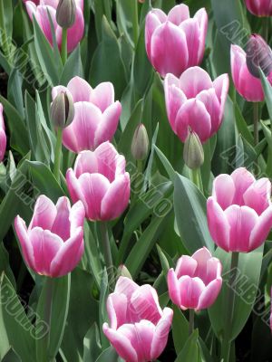 Tulips