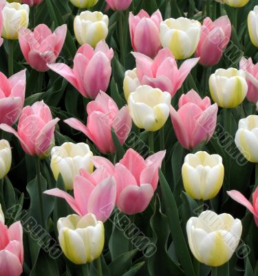 Tulips
