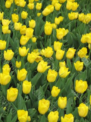 Tulips