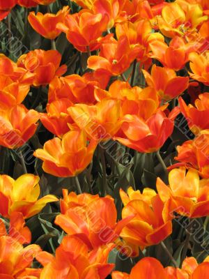 Tulips