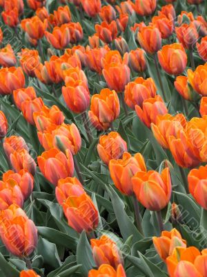 Tulips