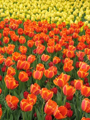 Tulips