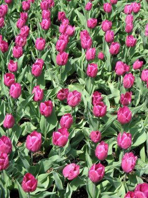 Tulips