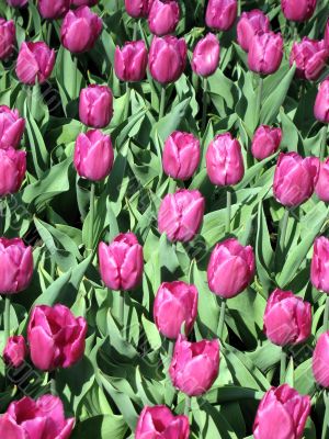 Tulips