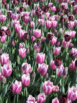 Tulips