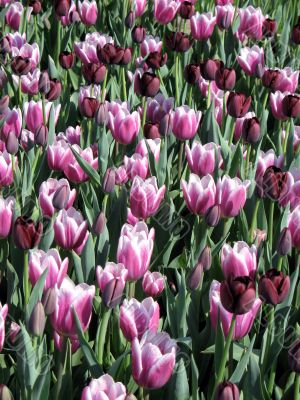 Tulips