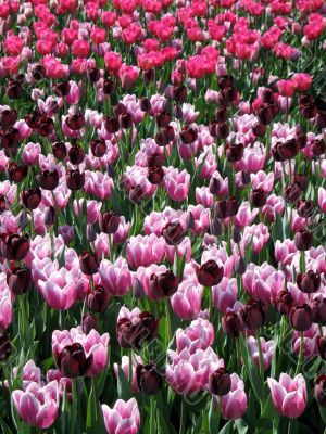Tulips