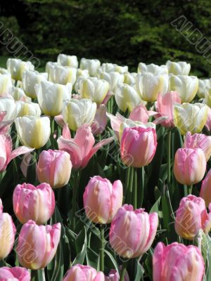Tulips