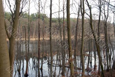 swamp