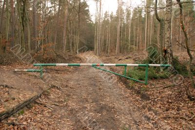 road in forest