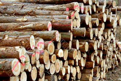 Wood piles