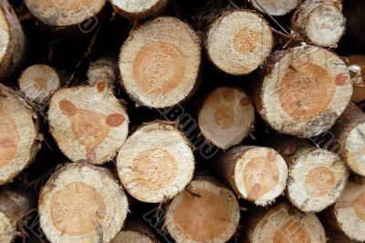 pile of wood