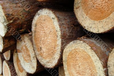 pile of wood