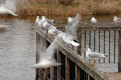 gulls