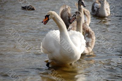 swans