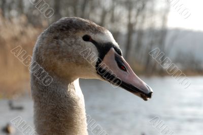 young swan