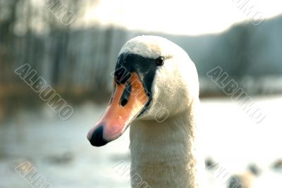portrait of swan