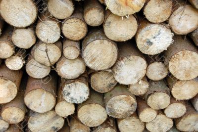 Wood piles