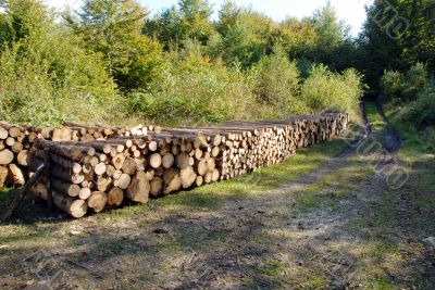 wood piles