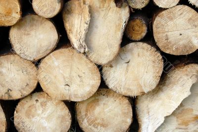 wood piles
