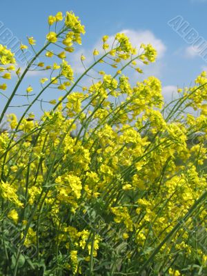 Yellow fields