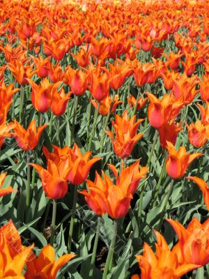 Tulips