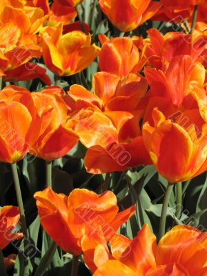 Tulips