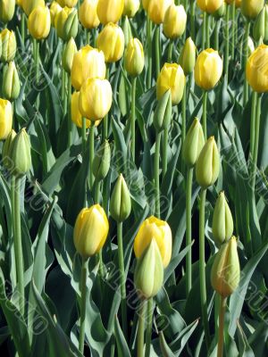 Tulips
