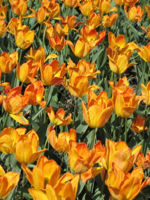 Tulips
