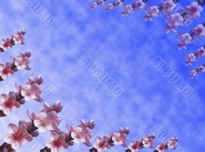 Peach flowers background