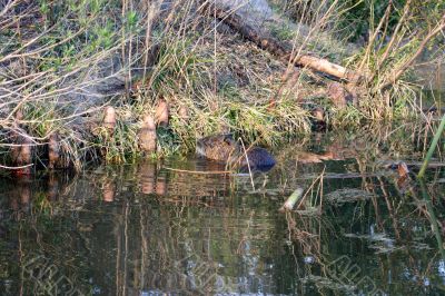 Beaver