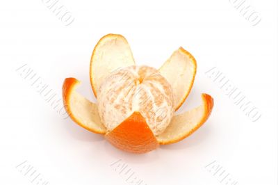 fruits ripe orange on white