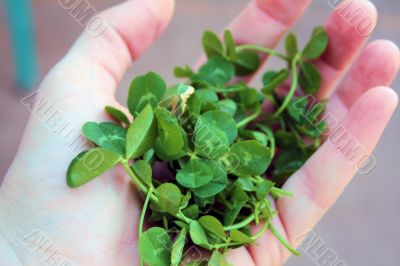 Clover for St. Patrick`s Day