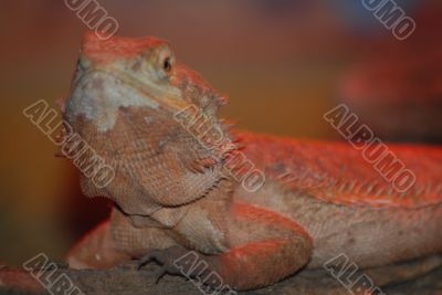 Lizard