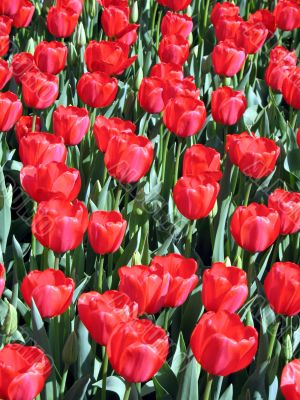 Tulips