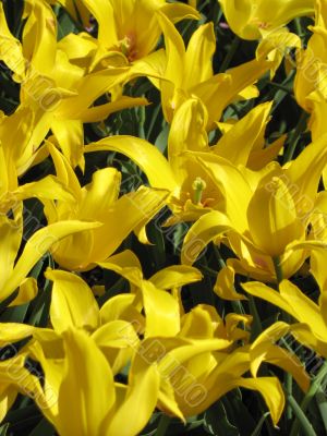 Tulips