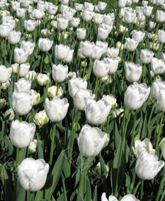 Tulips