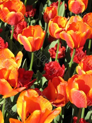 Tulips