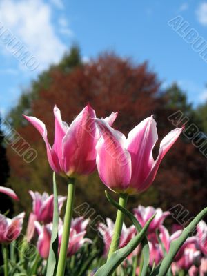 Tulips
